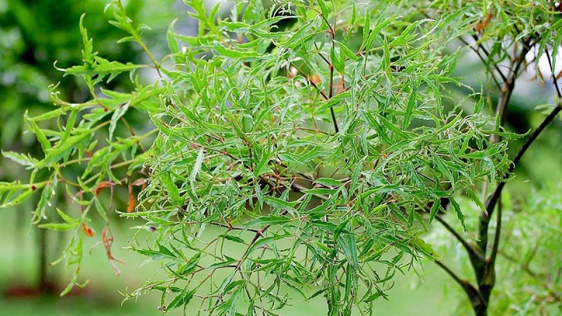 Đinh lăng là một loại cây thân gỗ nhỏ, mọc nhiều ở vùng có khí hậu nhiệt đới và Việt Nam là một trong số ấy